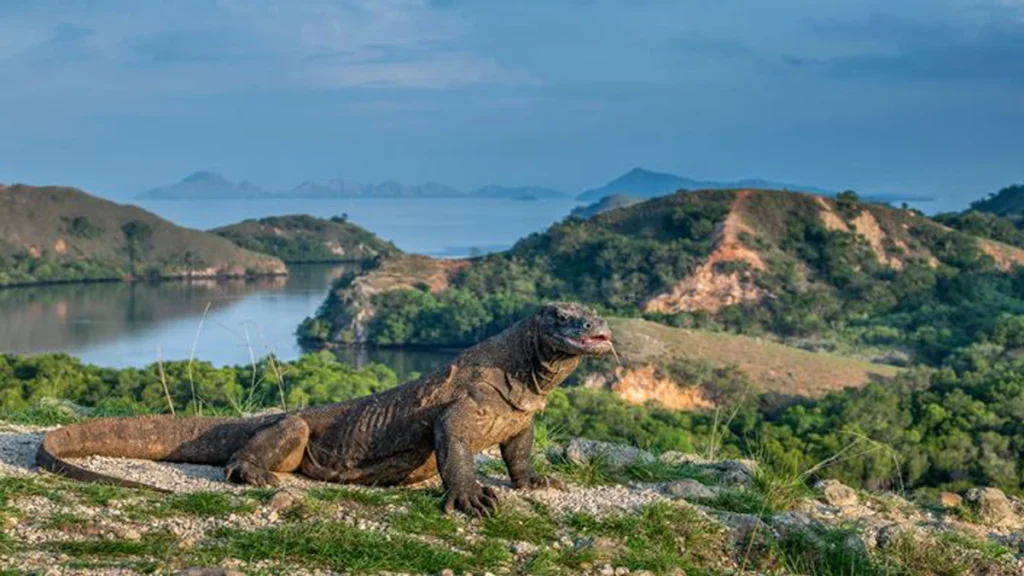Komodo dewasa di habitat alami Pulau Komodo Indonesia