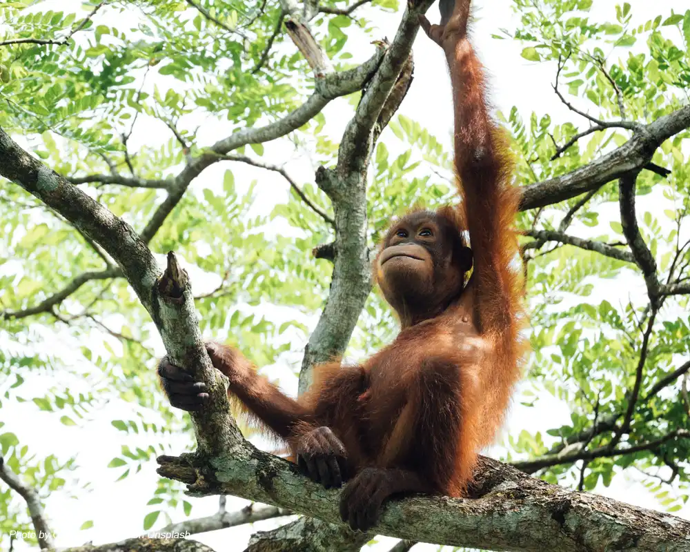 anak orangutan indonesia sedang diatas pohon