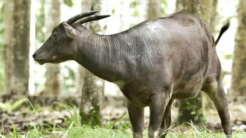 Anoa sedang berdiri sendirian di habitat hutan Sulawesi.