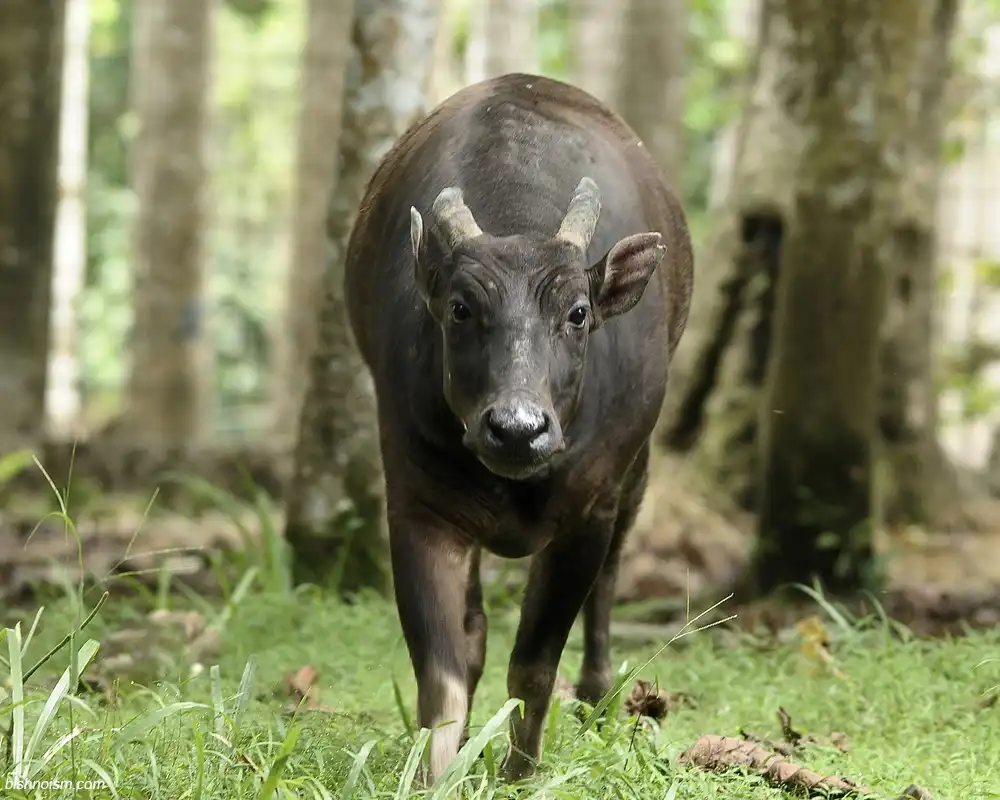 Anoa sedang mencari makanan di kawasan hutan yang lebat