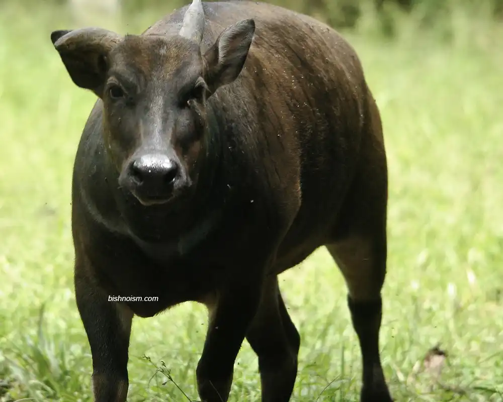 Anoa berjalan di jalur hutan alami pulau sulawesi