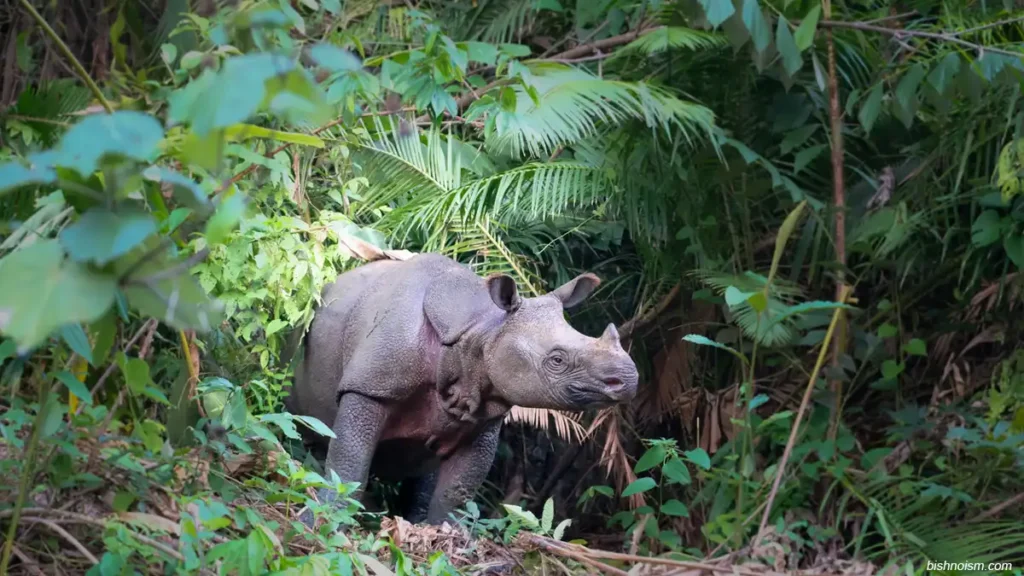 Badak Jawa sedang berdiri sendirian di habitat hutan alami Indonesia.