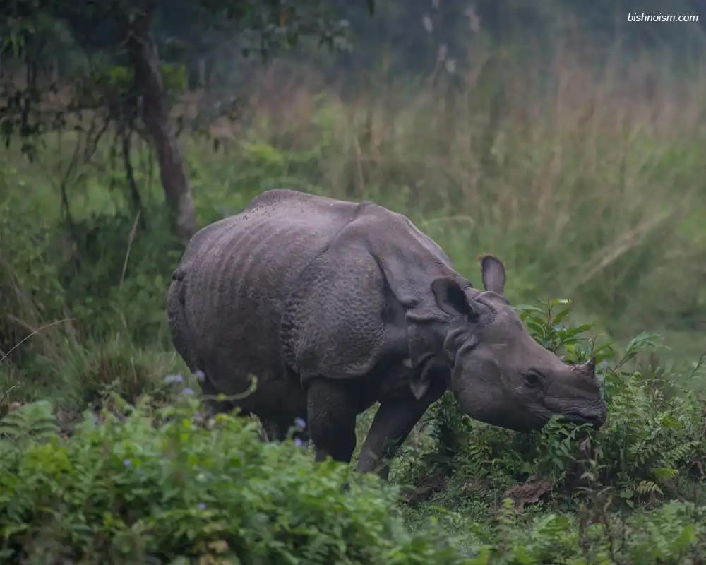 Badak Jawa memakan daun muda di hutan tropis