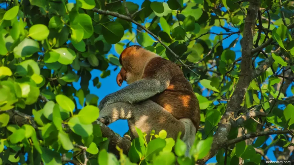 Bekantan sedang duduk di atas pohon di habitat hutan Kalimantan.