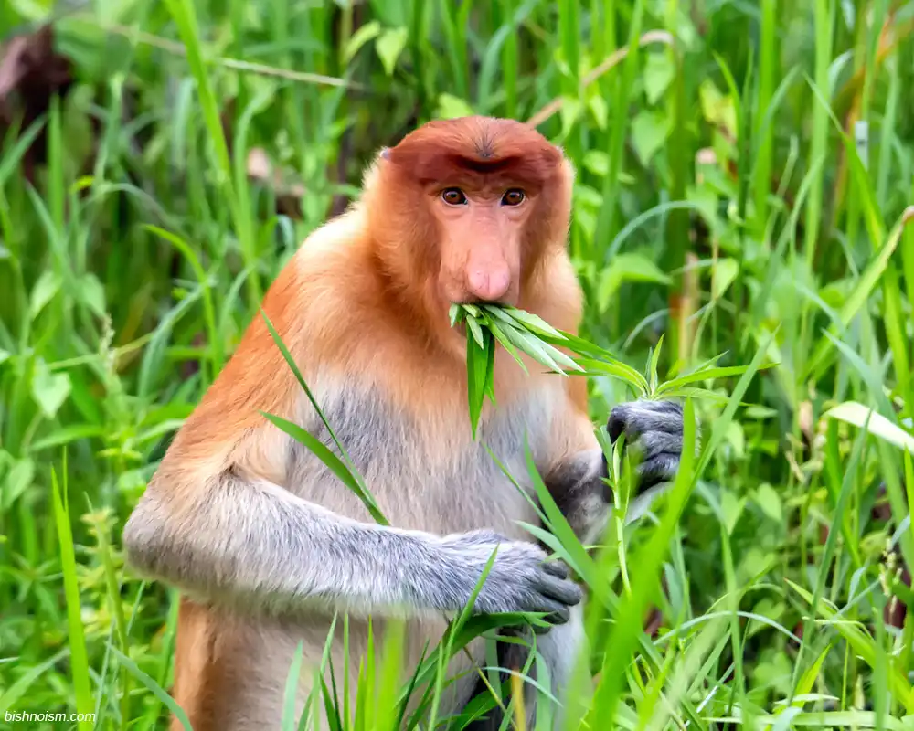Bekantan sedang mencari makanan di hutan mangrove Kalimantan