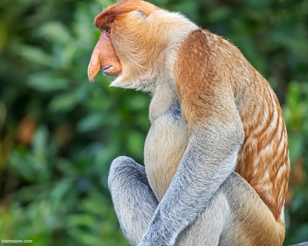 Terlihat Bekantan yang sudah berumur sedang duduk sendirian di hutan