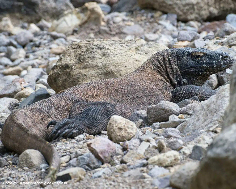 makanan komodo