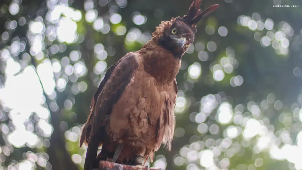 Elang Jawa sedang bertengger di atas pohon dengan tatapan mata yang tajam.