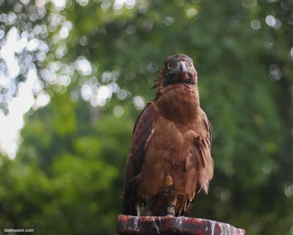 Poret dekat Elang Jawa memperlihatkan mata tajam dan paruh melengkung khas burung pemangsa.