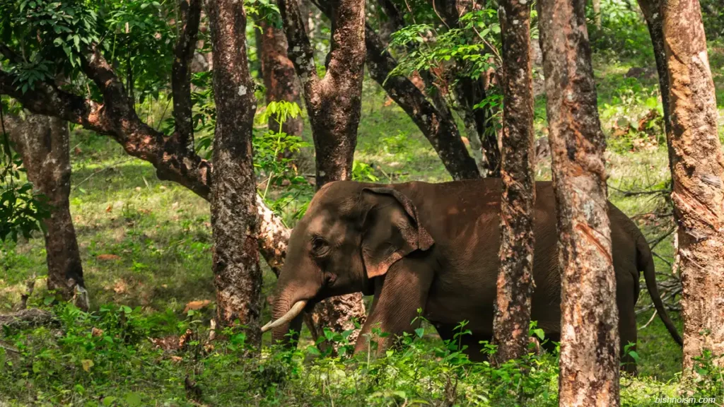 Gajah Sumatra sedang berjalan sendirian di habitat hutan alami Indonesia.