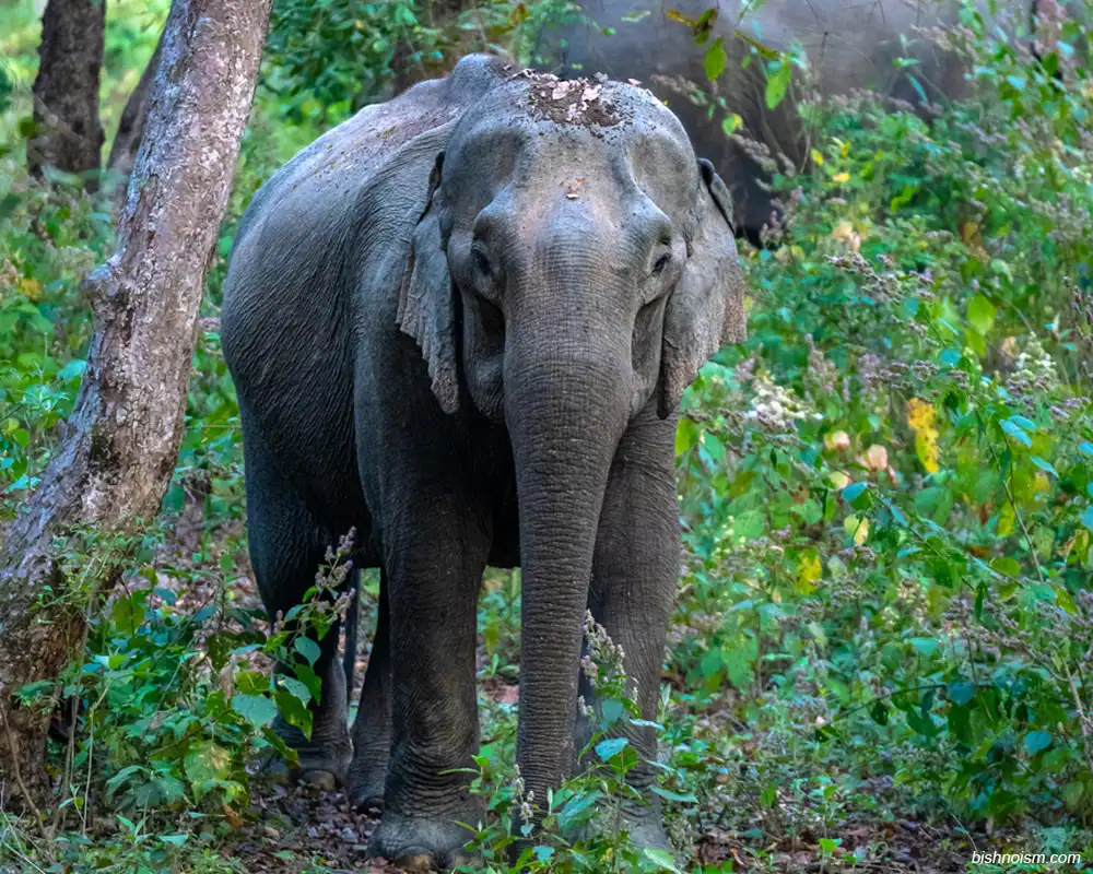 kawanan Gajah Sumatra sedang mencari makan di hutan sumatra