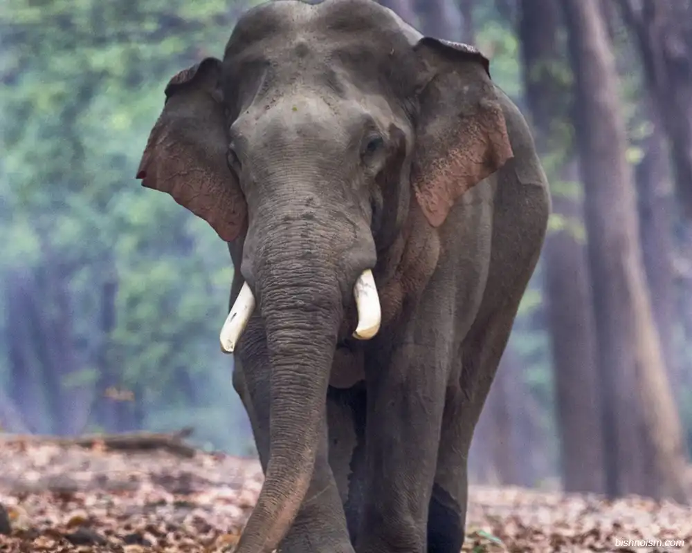 Gajah Sumatra terlihat sendiri sedang berjalan di hutan yang penuh asap