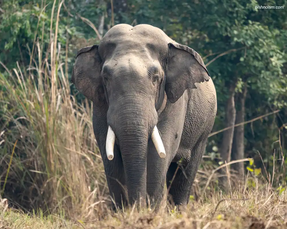 Gajah Sumatra terlihat berumur sudah tua sedang berada dihutan sumatra