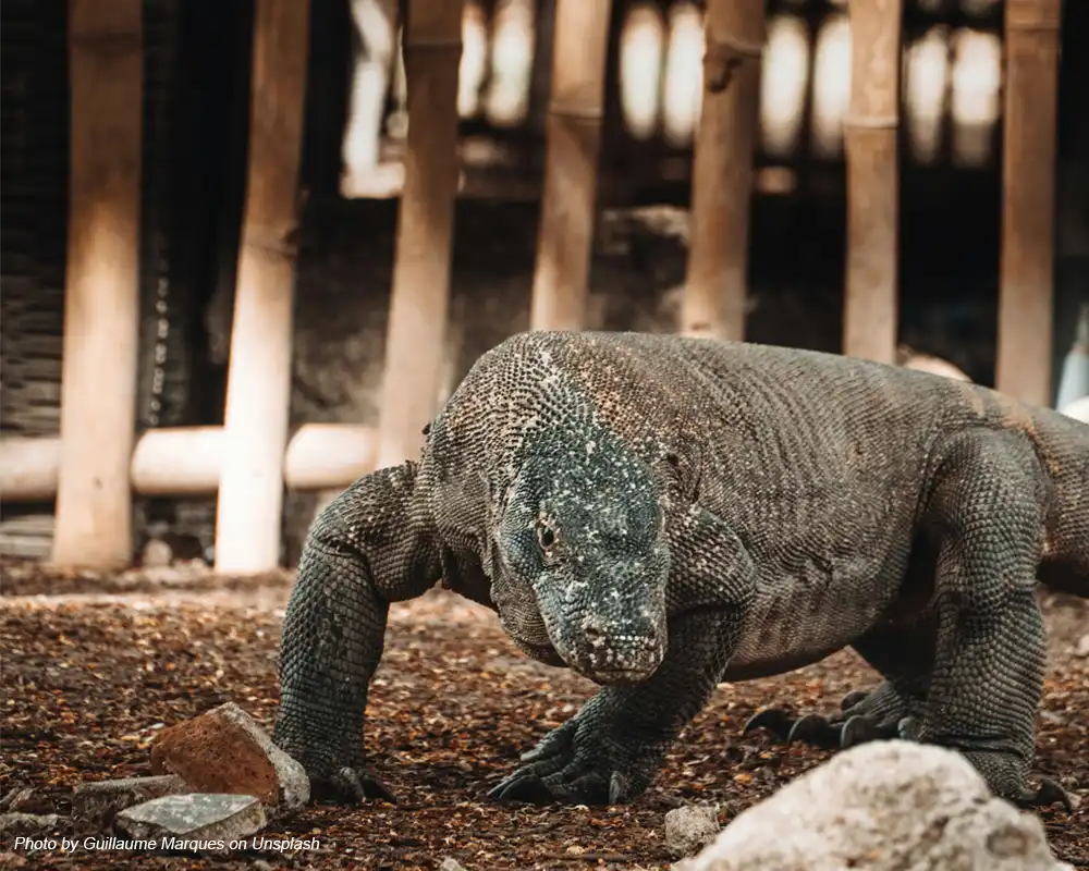 komodo hewan reptil