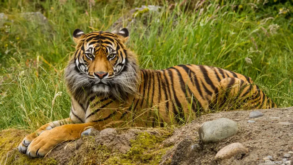 Harimau Sumatra sedang mengamati sekeliling di kawasan hutan tropis.