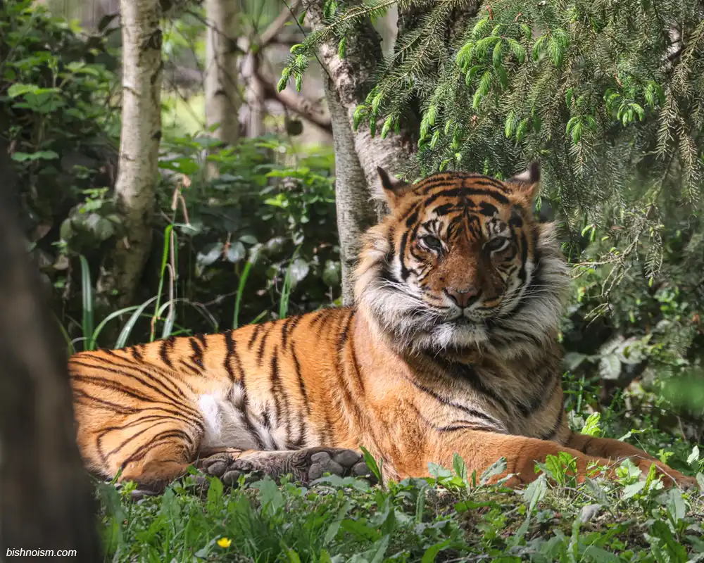 Harimau Sumatra sedang berjalan di habitat hutan tropis Indonesia.