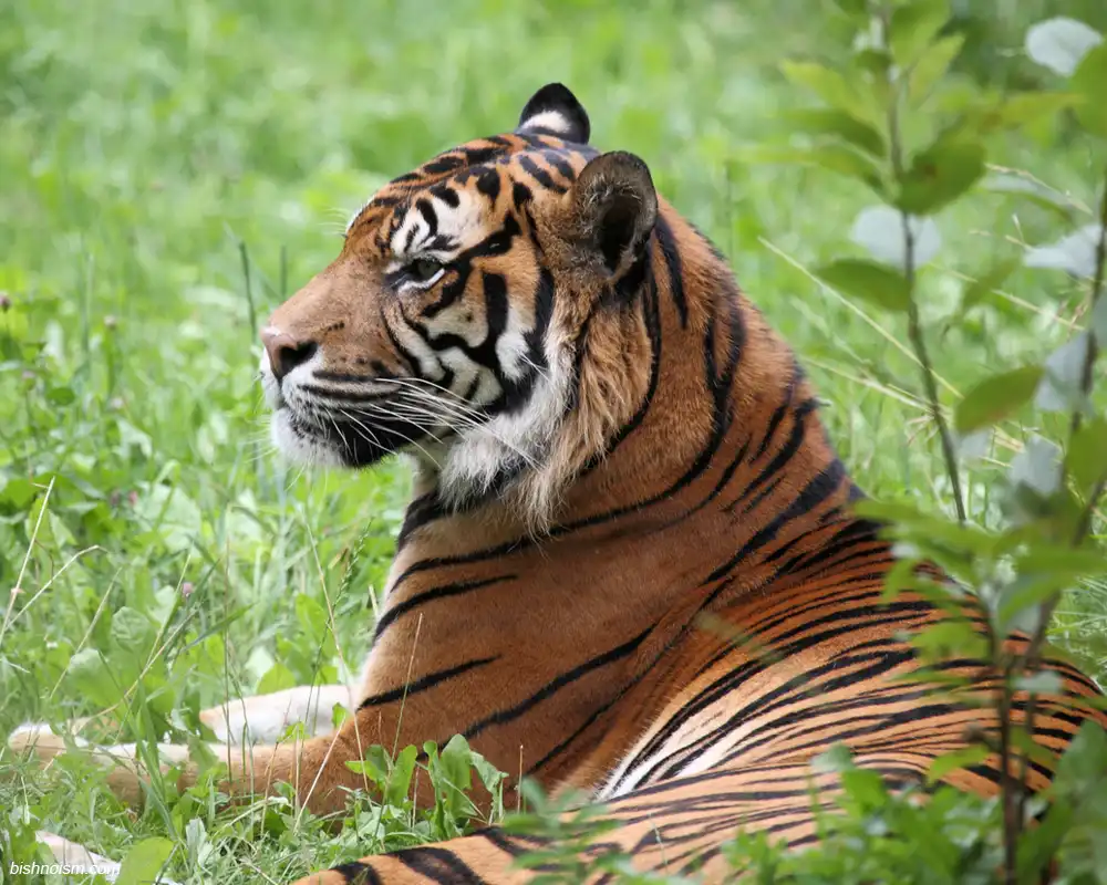 harimau sumatra adalah hewan yang dilindungi