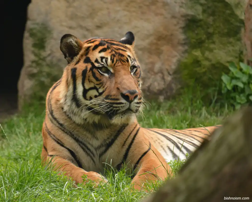 harimau sumatra indonesia
