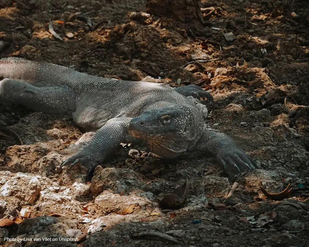 cara berburu komodo