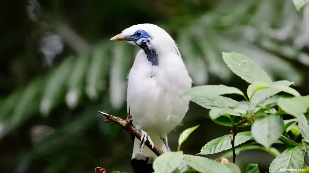 Seekor Jalak Bali sedang bertengger diatas pohon di habitat hutan bali.