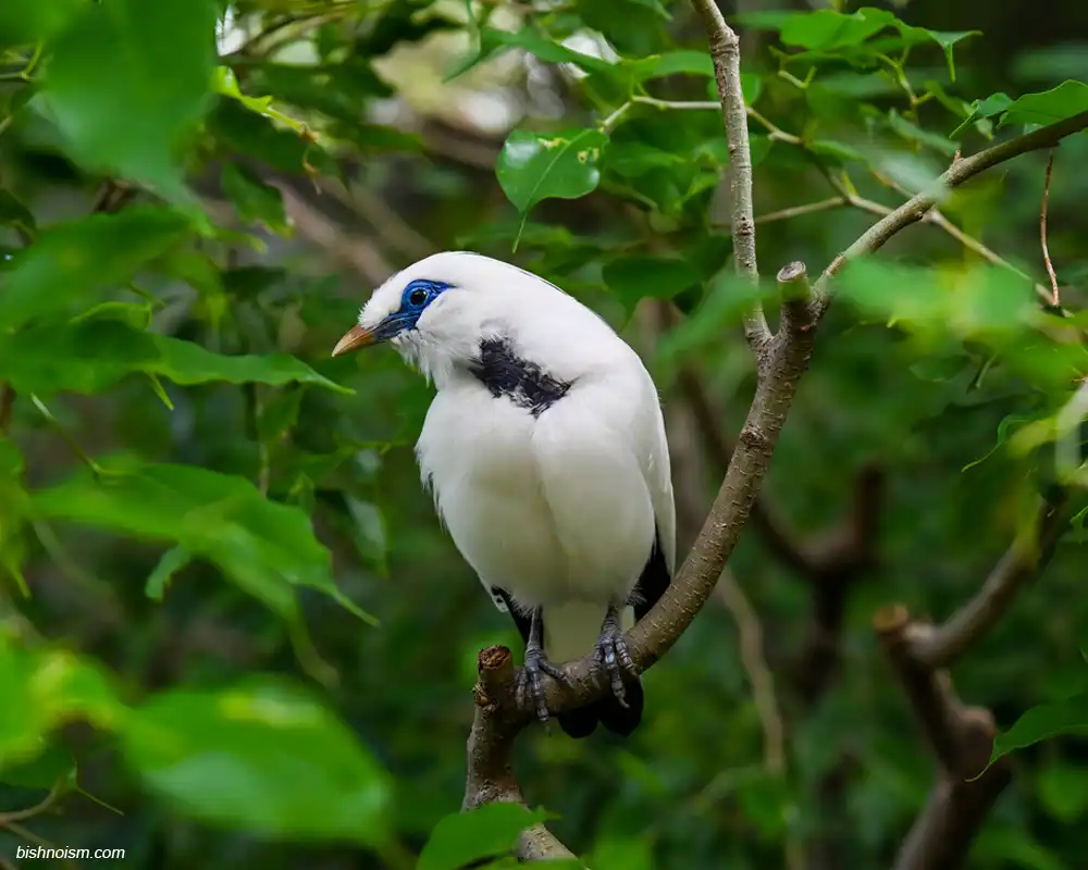 Jalak Bali sedang mencari makanan di habitat alaminya di Pulau Bali
