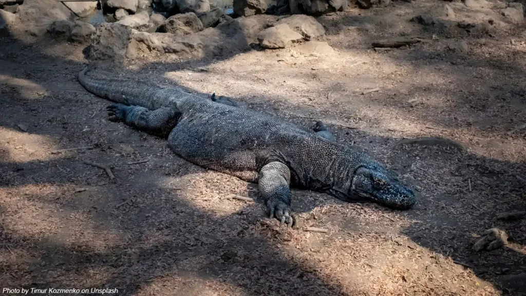 habitat komodo