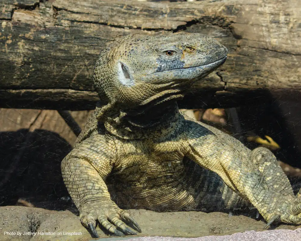 komodo hewan purba indonesia