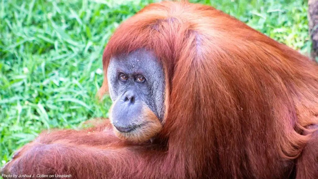 orangutan ada didalam hutan