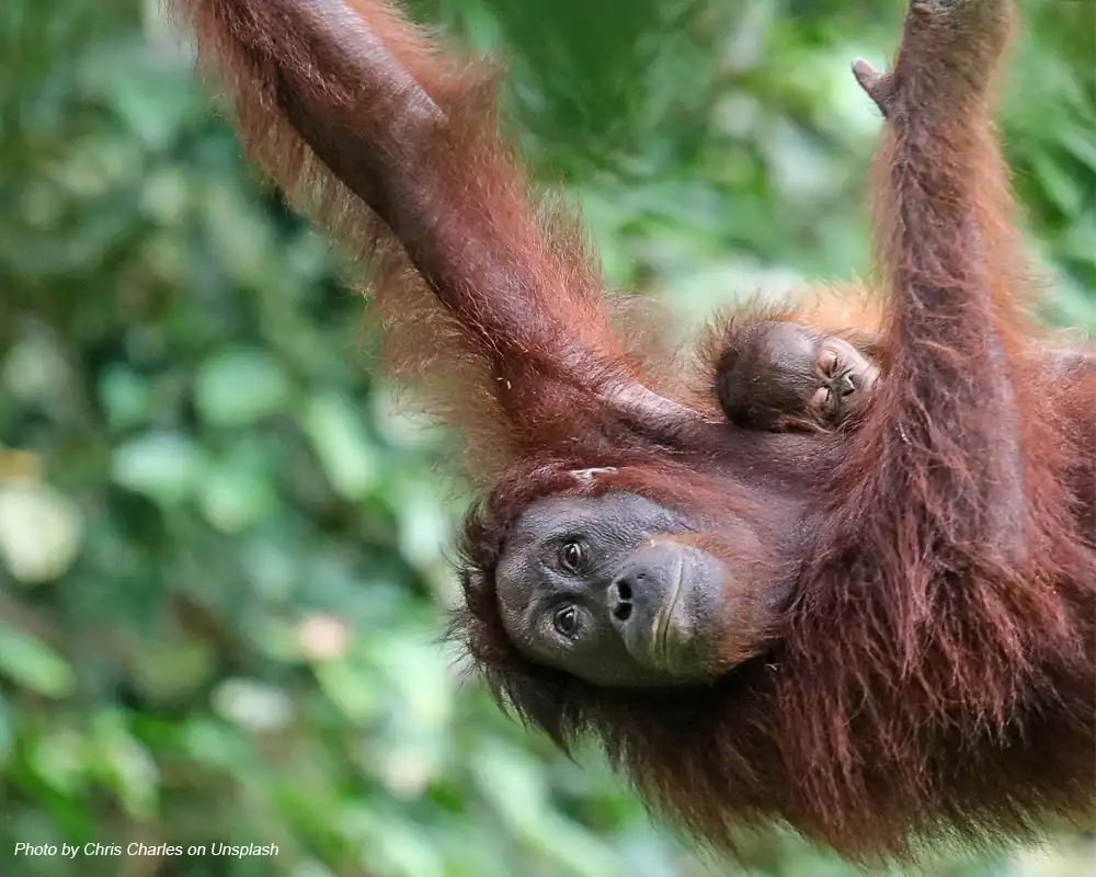 orangutan sedang membawa anaknya mencari makan