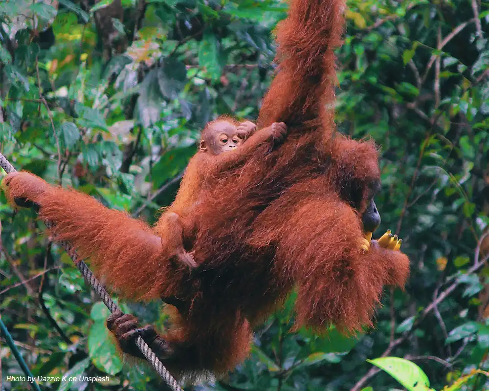 makanan orangutan semua hanya ada di hutan