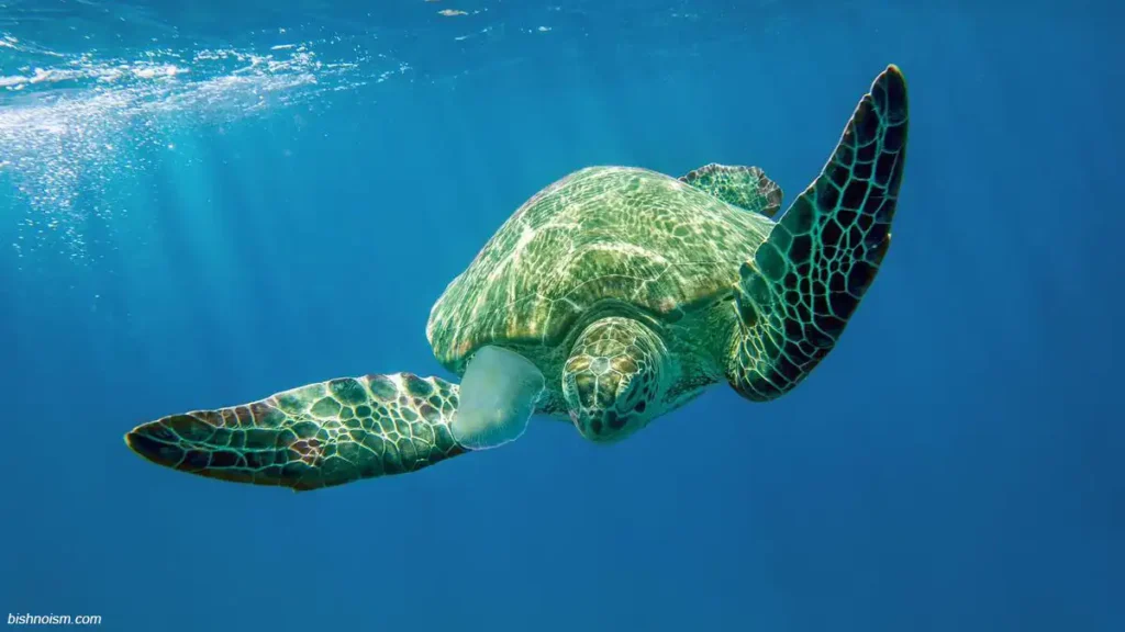 Penyu hijau (Chelonia mydas) berenang di perairan tropis Indonesia.