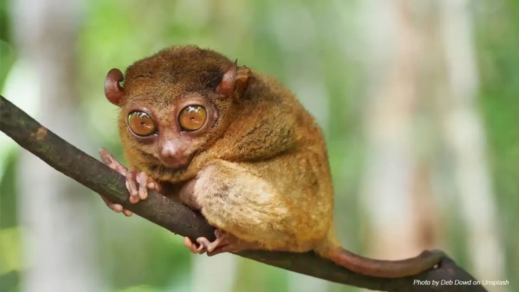 Seekor Tarsius terlihat sedang bertengger dengan tenang di atas pohon di habitat hutan sulawesi.