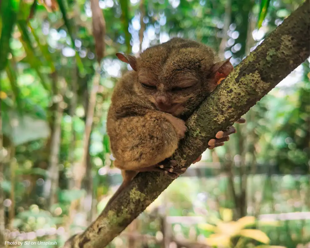 Terlihat seekor Tarsius sedang menikmati tidur diatas ranting pohon