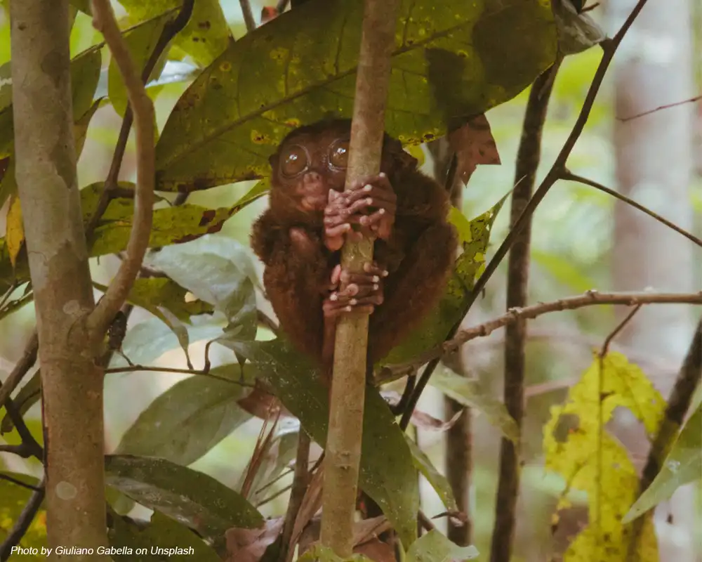 Potret dekat Tarsius memperlihatkan mata besar dan jari panjang untuk mencengkeram dahan